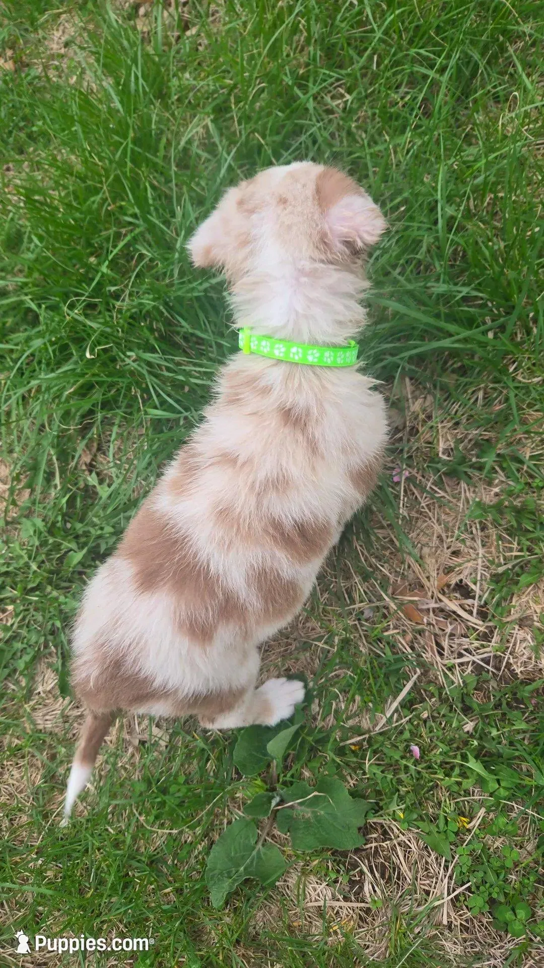 Pups3, a male Border Collie and Miniature Australian Shepherd for sale in Fairfield, IA – Photo 1 of 2