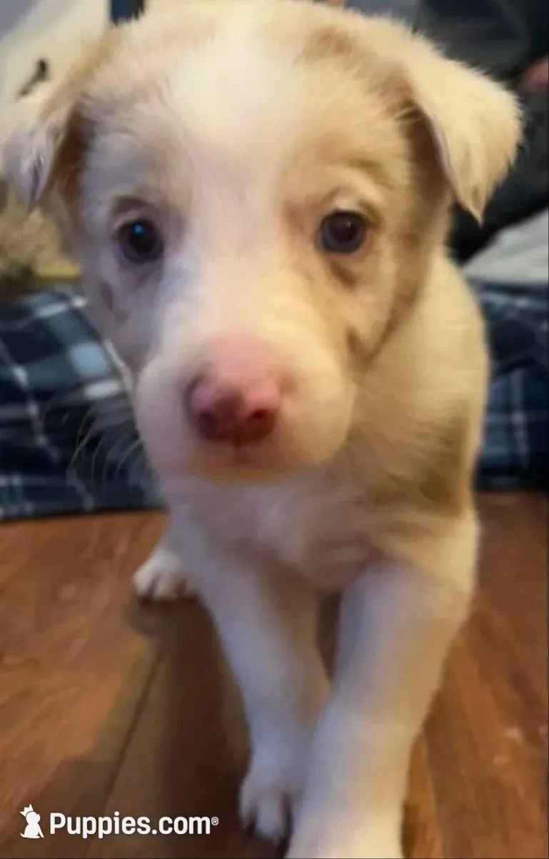 Pups3, a male Border Collie and Miniature Australian Shepherd for sale in Fairfield, IA – Photo 2 of 2