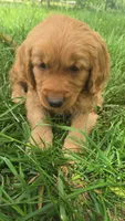 Sweets, a male Golden Mountain Dog for sale in Fairfield, IA – 2 of 6