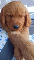 Sweets, a male Golden Mountain Dog for sale in Fairfield, IA – 3 of 6