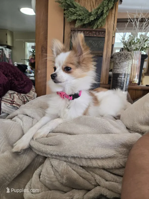 Mini – Chihuahua, Pomeranian puppy for sale in Fairfield, IA