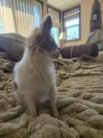Mini , a female Pomeranian for sale in Fairfield, IA – 3 of 4