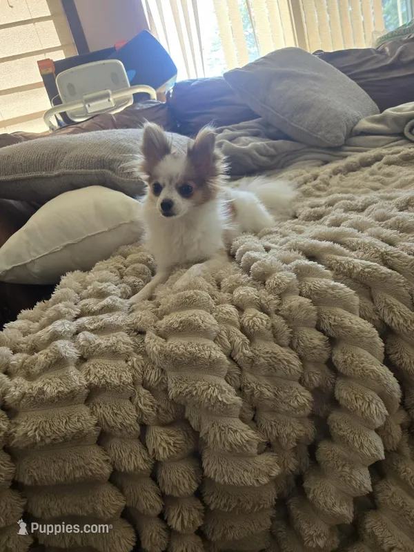 Mini  – Pomeranian puppy for sale in Fairfield, IA