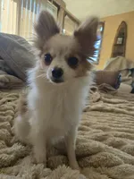 Mini , a female Pomeranian for sale in Fairfield, IA – 2 of 4
