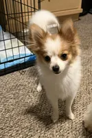 Mini , a female Pomeranian for sale in Fairfield, IA – 4 of 4