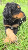 Girl, a female Golden Mountain Dog for sale in Fairfield, IA – 3 of 6
