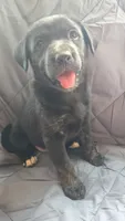 Willow , a female Catahoula Leopard Dog and Labrador Retriever for sale in Fairfield, IA – 2 of 5