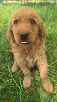Sweets, a male Golden Mountain Dog for sale in Fairfield, IA – 5 of 6