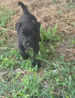 Pups3, a female Patterdale Terrier for sale in Fairfield, IA – 2 of 3