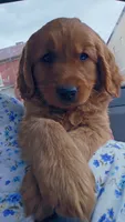 Sweets, a male Golden Mountain Dog for sale in Fairfield, IA – 4 of 6