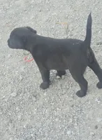 Pups3, a female Patterdale Terrier for sale in Fairfield, IA – 3 of 3