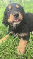 Girl, a female Golden Mountain Dog for sale in Fairfield, IA – 2 of 6