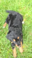 Girl, a female Golden Mountain Dog for sale in Fairfield, IA – 4 of 6