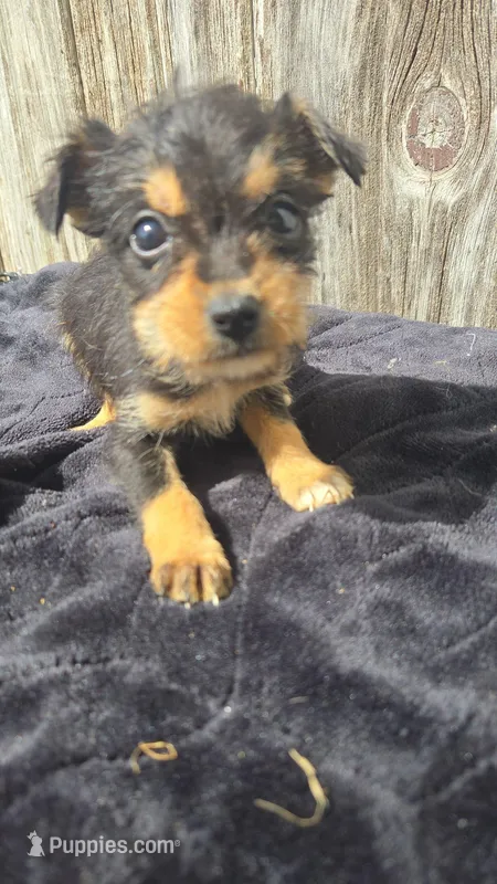 Pup – Chorkie puppy for sale in Fairfield, IA
