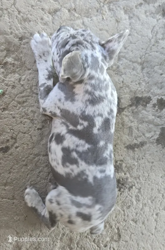 Luna – French Bulldog puppy for sale in Fairfield, IA