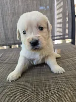 Max, a male Golden Retriever for sale in Lynchburg, VA – 4 of 4
