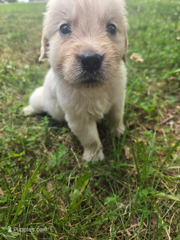 Max – Golden Retriever puppy for sale in Lynchburg, VA
