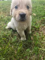 Max, a male Golden Retriever for sale in Lynchburg, VA – 1 of 1