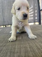Max, a male Golden Retriever for sale in Lynchburg, VA – 2 of 4