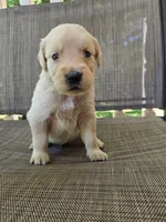 Max, a male Golden Retriever for sale in Lynchburg, VA – 3 of 4