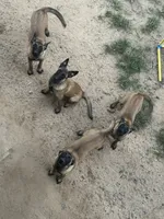 Rogue, a female Belgian Malinois for sale in Conroe, TX – 4 of 4