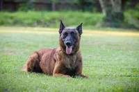 Storm, a female Belgian Malinois for sale in Conroe, TX – 6 of 10