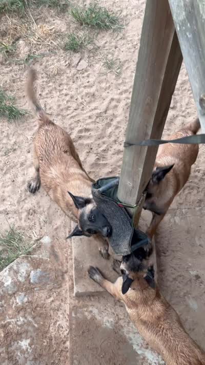 Storm, a female Belgian Malinois for sale in Conroe, TX – 8 of 10