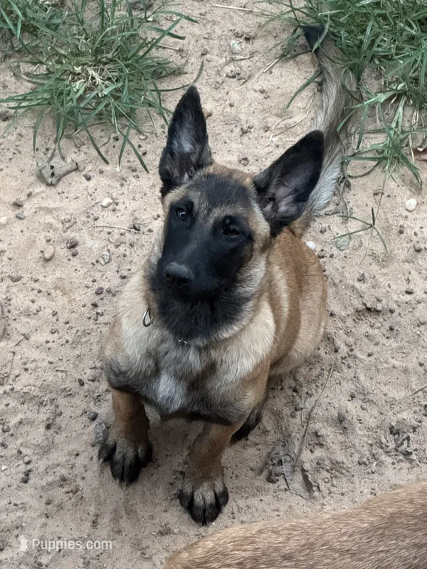 Storm – Belgian Malinois puppy for sale in Conroe, TX