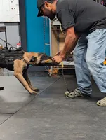 Rogue, a female Belgian Malinois for sale in Conroe, TX – 1 of 4