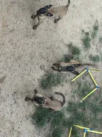 Hela, a female Belgian Malinois for sale in Conroe, TX – 5 of 9