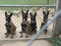 Storm, a female Belgian Malinois for sale in Conroe, TX – 9 of 10