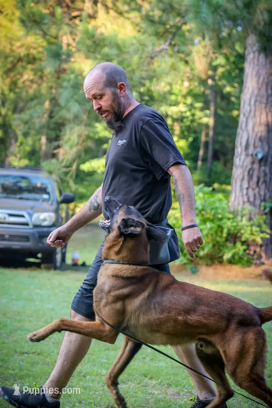 Rogue, Hela, Storm – Belgian Malinois puppy for sale in Conroe, TX