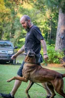 Storm, a female Belgian Malinois for sale in Conroe, TX – 2 of 10