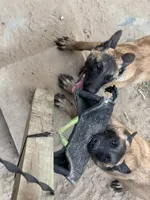 Hela, a female Belgian Malinois for sale in Conroe, TX – 2 of 9