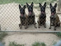 Hela, a female Belgian Malinois for sale in Conroe, TX – 7 of 9