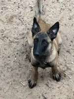 Storm, a female Belgian Malinois for sale in Conroe, TX – 10 of 10