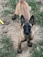 Storm, a female Belgian Malinois for sale in Conroe, TX – 7 of 10