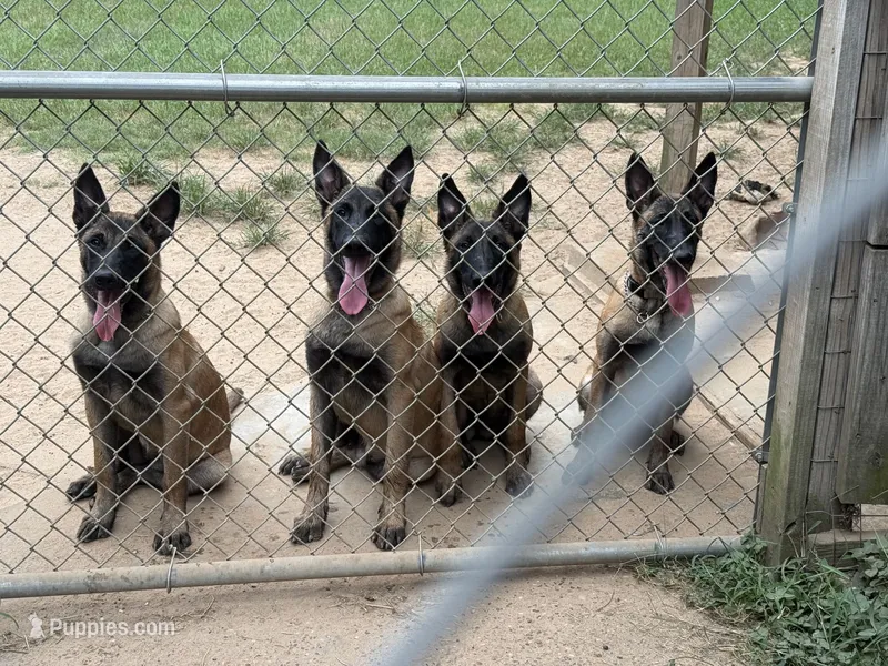 Hela – Belgian Malinois puppy for sale in Conroe, TX