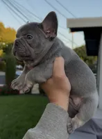 Lylah, a female French Bulldog for sale in Concord, CA – 5 of 8