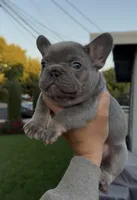 Lylah, a female French Bulldog for sale in Concord, CA – 3 of 8