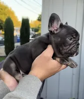 Brownie, a female French Bulldog for sale in Concord, CA – 2 of 4