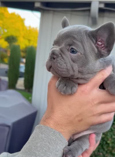Princess, a female French Bulldog for sale in Concord, CA – 5 of 5