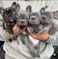 Brownie, a female French Bulldog for sale in Concord, CA – 3 of 4
