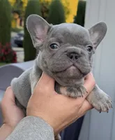 Lylah, a female French Bulldog for sale in Concord, CA – 6 of 8