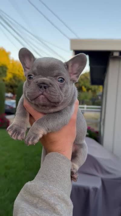 Lylah, a female French Bulldog for sale in Concord, CA – 8 of 8