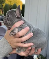 Lylah, a female French Bulldog for sale in Concord, CA – 2 of 8