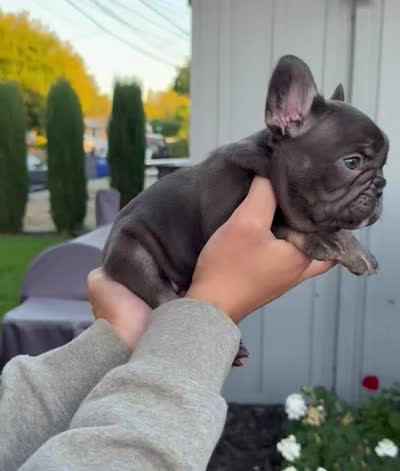 Brownie, a female French Bulldog for sale in Concord, CA – 4 of 4