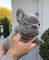Princess, a female French Bulldog for sale in Concord, CA – 2 of 5