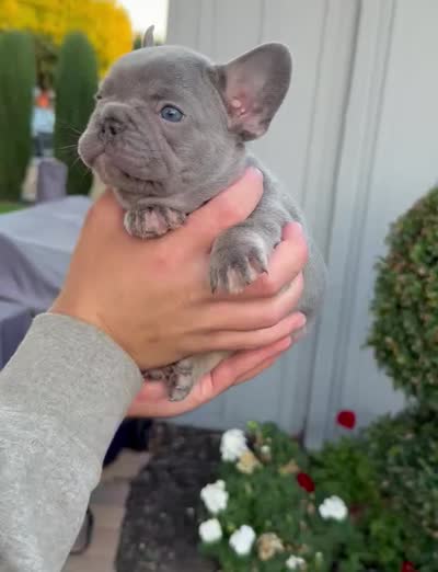 Lylah, a female French Bulldog for sale in Concord, CA – 7 of 8