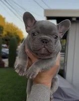 Lylah, a female French Bulldog for sale in Concord, CA – 4 of 8